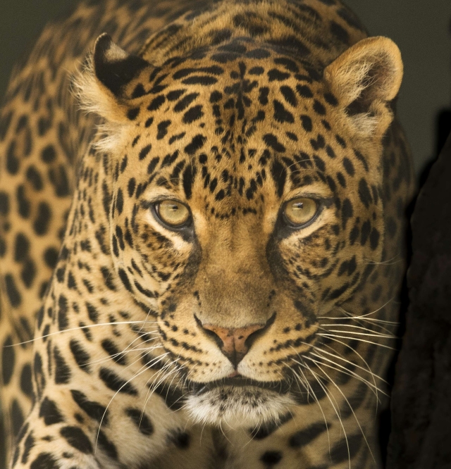 Panterprint Panter Leopard
